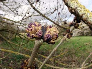 violette Blütenknospen einer Gemeinen Esche (Fraxinus excelsior)