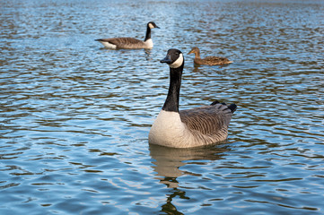 Canada goose, branta canadensis, on a still calm lake in winter