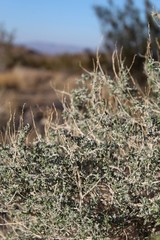 Ambrosia Dumosa, Burrobush, is a common constituent of Creosote Bush Scrub, a native Plant Community of Joshua Tree National Park in the Southern Mojave Desert.