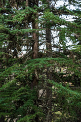 A close up of an evergreen tree and its branches