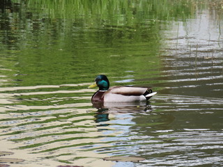 Mallard duck in pond