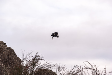 Black vulture, buzzard or black jote flying