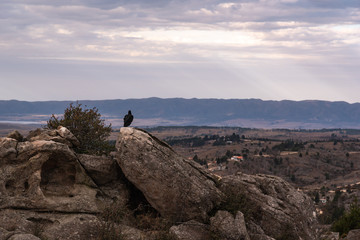 Black vulture, zopilote or black jote standing high in a rock looking at a valley