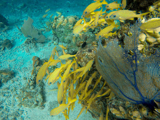 Underwater landscape with many small fishes and coral. Mexico
