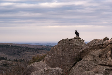 Black vulture, zopilote or black jote standing high in a rock
