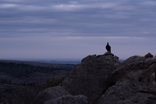 Black vulture, zopilote or black jote standing high in a rock