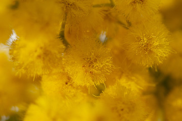 Obraz premium Closeup golden flowers of mimosa