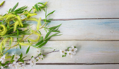 Spring flower landscape. Spring blooming spring flowers on an outdoor background. White flowers in the spring. Spring flower landscape. Copyspace