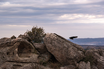 Black vulture, buzzard or black jote flying