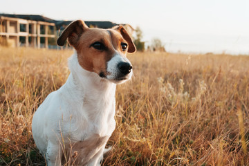 Dog breed Jack Russell Terrier sits in grass in meadow in mountains in summer at sunrise and looks at horizon on walk. Family resort in the mountains in summer on sunny day. Lifestyle