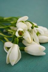 Stems of freshly picked white and green snowdrop galanthus flowers