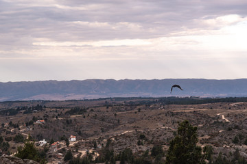 Black vulture, buzzard or black jote flying over a valley with a mountain range on the back