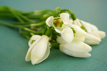 Stems of freshly picked white and green snowdrop galanthus flowers