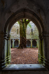 Fototapeta na wymiar Old tree in the courtyard of Muckross Abbey ruins, Killarney National Park in Ireland