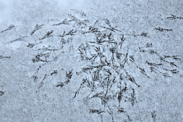 Bird footprints on the snow in the forest