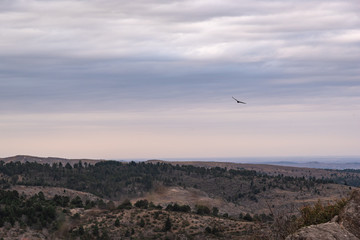 Fototapeta premium Black vulture, buzzard or black jote flying over a valley with a mountain range on the back