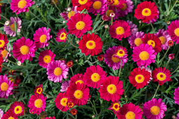 Fototapeta na wymiar Flores primaverales con diferentes tonos de rosa