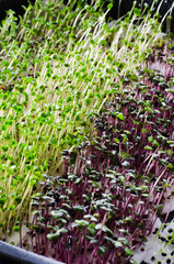 Mixed micro greens is grown at home. Healthy and fresh micro greens sprouts closeup. Healthy eating concept.