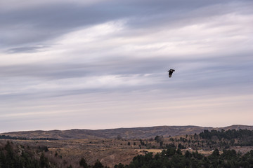 Black vulture, buzzard or black jote flying over a valley with a mountain range on the back
