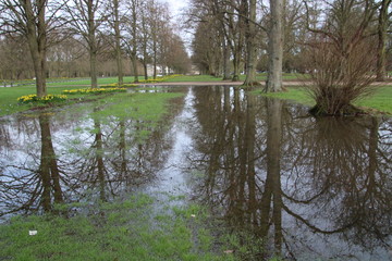 tree reflections in puddles in the park