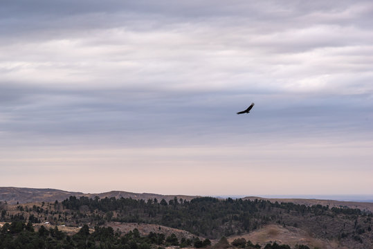 Black vulture, buzzard or black jote flying over a valley with a mountain range on the back