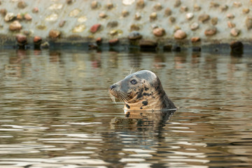 Grey seal head close-up