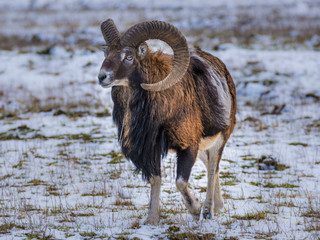 Karlovy Vary, Czech Republic- March 2020: Mouflon in winter landscape