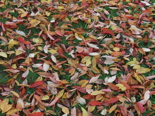 Autumn leaves carpet