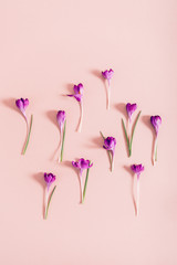 Layout from crocus flowers
