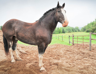 portrait of a Clydesdale horse enjoying the sand filled pasture