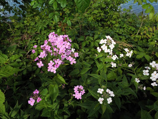 purple flowers in the garden