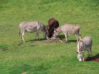 Donkeys in green pasture