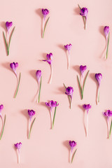 Layout from crocus flowers