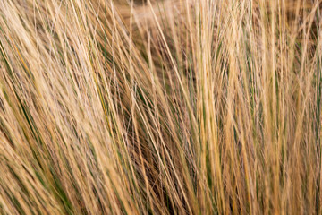 Yellow grass waving with the wind blowing