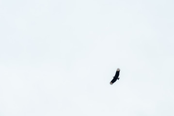Black vulture, buzzard or black jote flying with its open wings on a wite sky