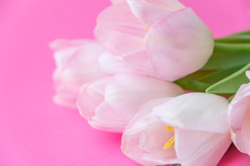 Obraz na płótnie Canvas Spring tulips on pink background. Women's Day concept.
