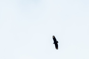 Black vulture, buzzard or black jote flying with its open wings on a wite sky