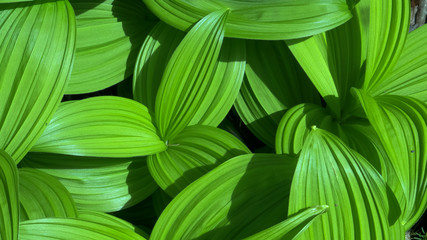 lush green leaves growing at mt baker in washington state © chris