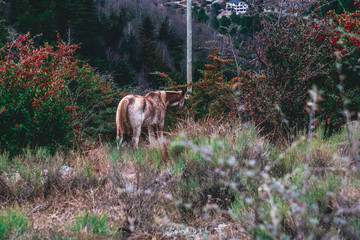 A horse eating red berries from a bush, surrounded by a diverse flora