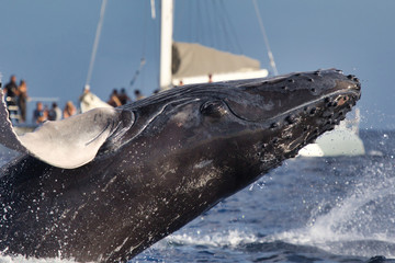 Large humpback whale entertaing whale watchers on Maui