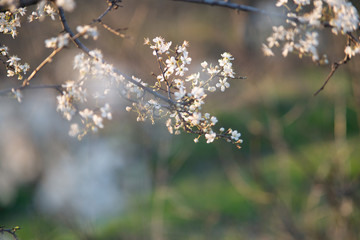 Spring blossom background. Beautiful nature scene with blooming tree and sun flare. Sunny day. Spring flowers. Beautiful Orchard. Abstract blurred background. Springtime