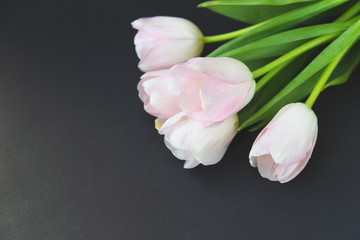 White tulips on black background. Women's Day concept. Free copy space.