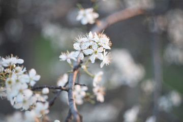 Spring blossom background. Beautiful nature scene with blooming tree and sun flare. Sunny day. Spring flowers. Beautiful Orchard. Abstract blurred background. Springtime