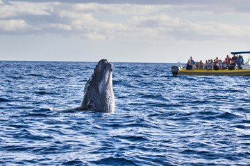Young humpback whale spy-hopping a whale watch boat. © manuel