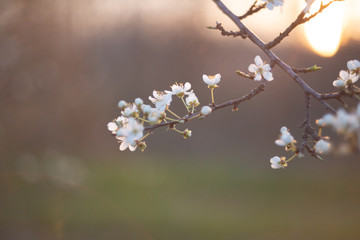 Spring blossom background. Beautiful nature scene with blooming tree and sun flare. Sunny day. Spring flowers. Beautiful Orchard. Abstract blurred background. Springtime