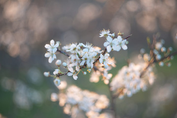 Spring blossom background. Beautiful nature scene with blooming tree and sun flare. Sunny day. Spring flowers. Beautiful Orchard. Abstract blurred background. Springtime