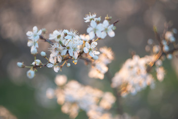 Spring blossom background. Beautiful nature scene with blooming tree and sun flare. Sunny day. Spring flowers. Beautiful Orchard. Abstract blurred background. Springtime