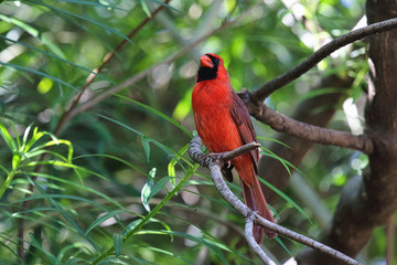 Colorful, brilliant red Northern Cardinal perched in a tree on the island of Maui.