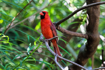 Bright red Northern Cardinal resting on a tree branch.