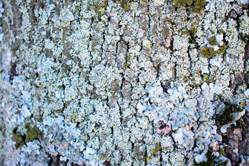 tree bark with moss in the park